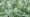 wild garlic picking in the forest