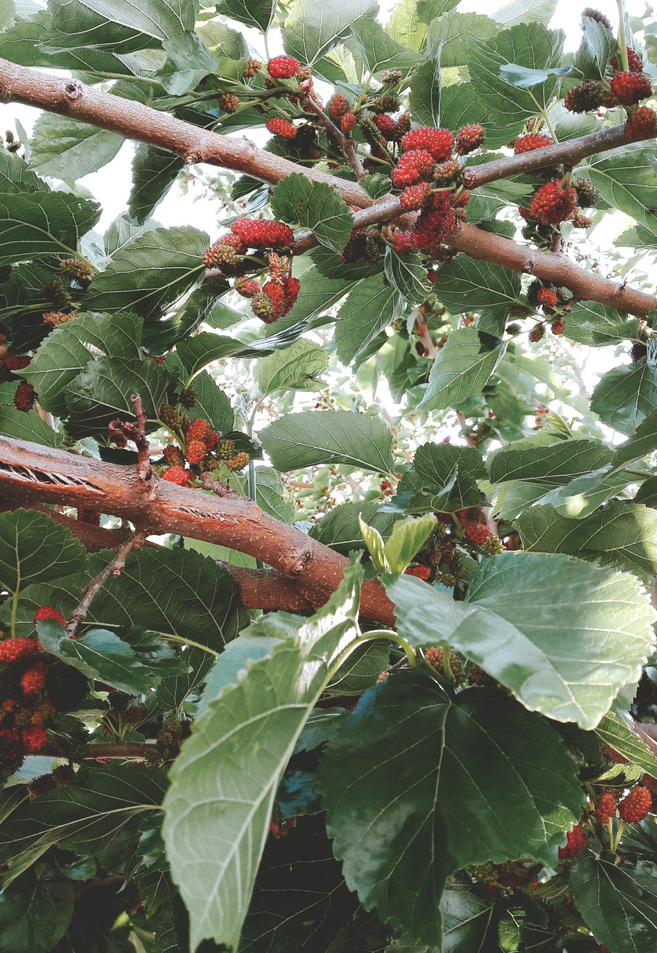 mulberry tree, mulberry fruit