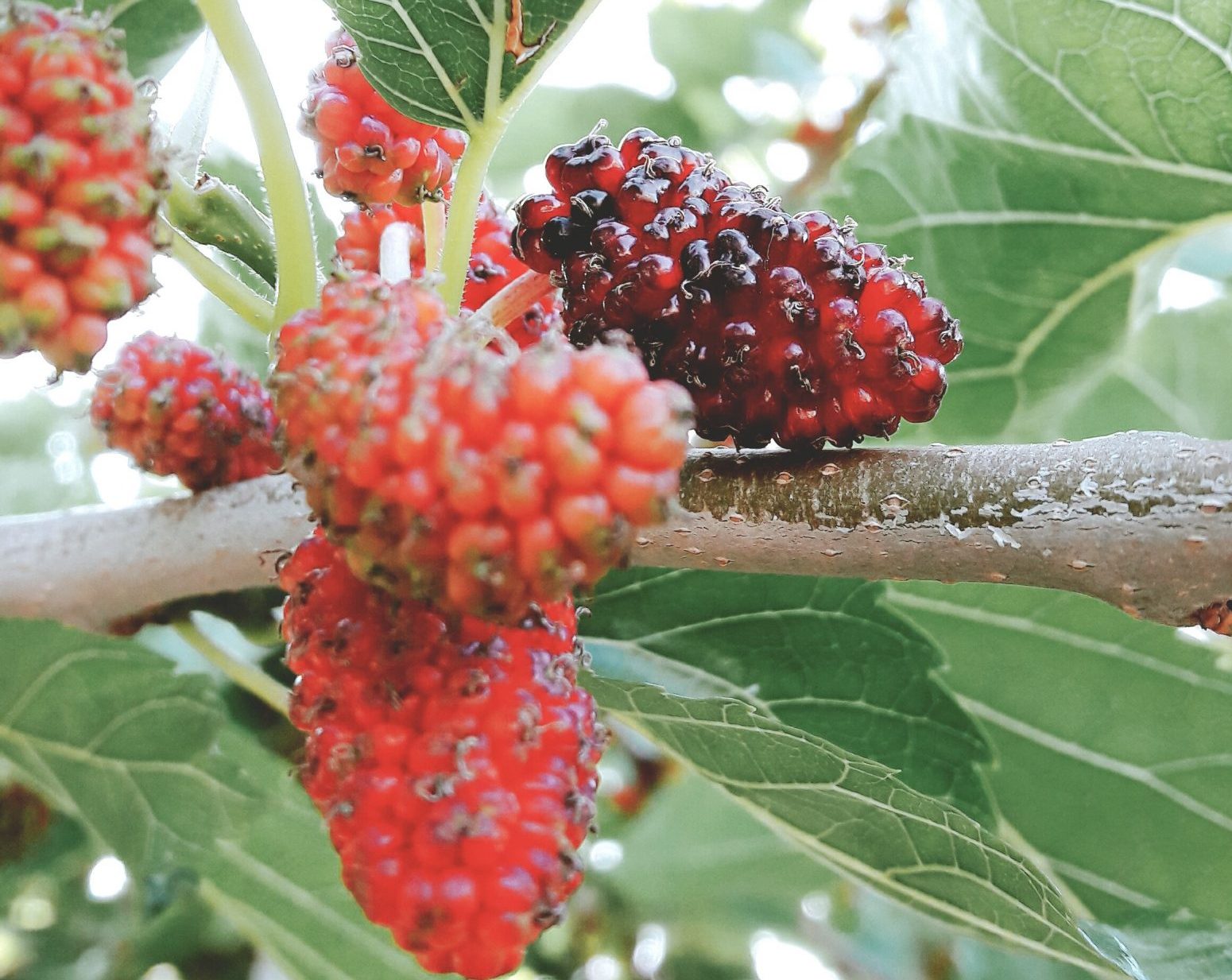 mulberry fruit, mulberries on a tree