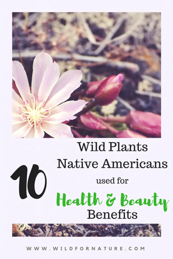 Top 10 Forgotten Wild Plants Native Americans used for Health and Beauty Benefits 