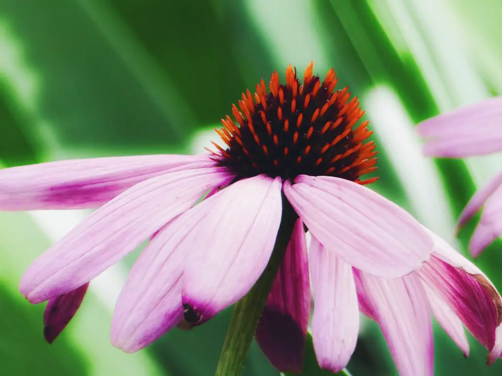 Top 10 Forgotten Wild Plants Native Americans used for Health and Beauty Benefits 