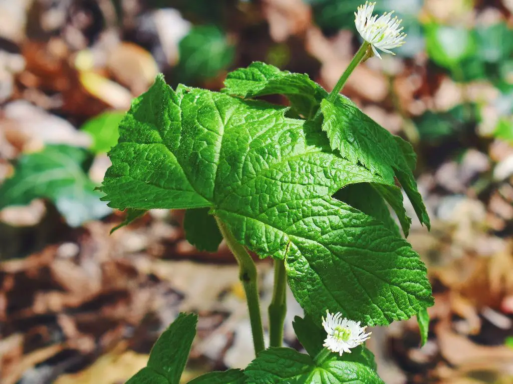 Top 10 Forgotten Wild Plants Native Americans used for Health and Beauty Benefits 