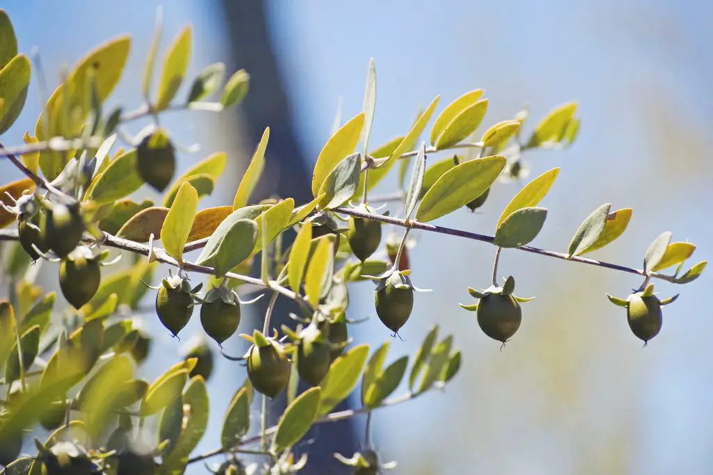 Top 10 Forgotten Wild Plants Native Americans used for Health and Beauty Benefits