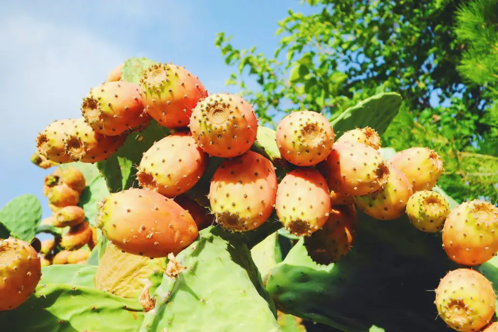 Top 10 Forgotten Wild Plants Native Americans used for Health and Beauty Benefits