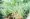 Source: SCCF Native Landscapes & Garden Center Top 10 Forgotten Wild Plants Native Americans used for Health and Beauty Benefits