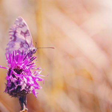 Top 10 Forgotten Wild Plants Native Americans used for Health and Beauty Benefits