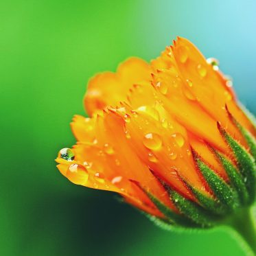 Calendula Benefits & Uses: Health, Beauty & Kitchen