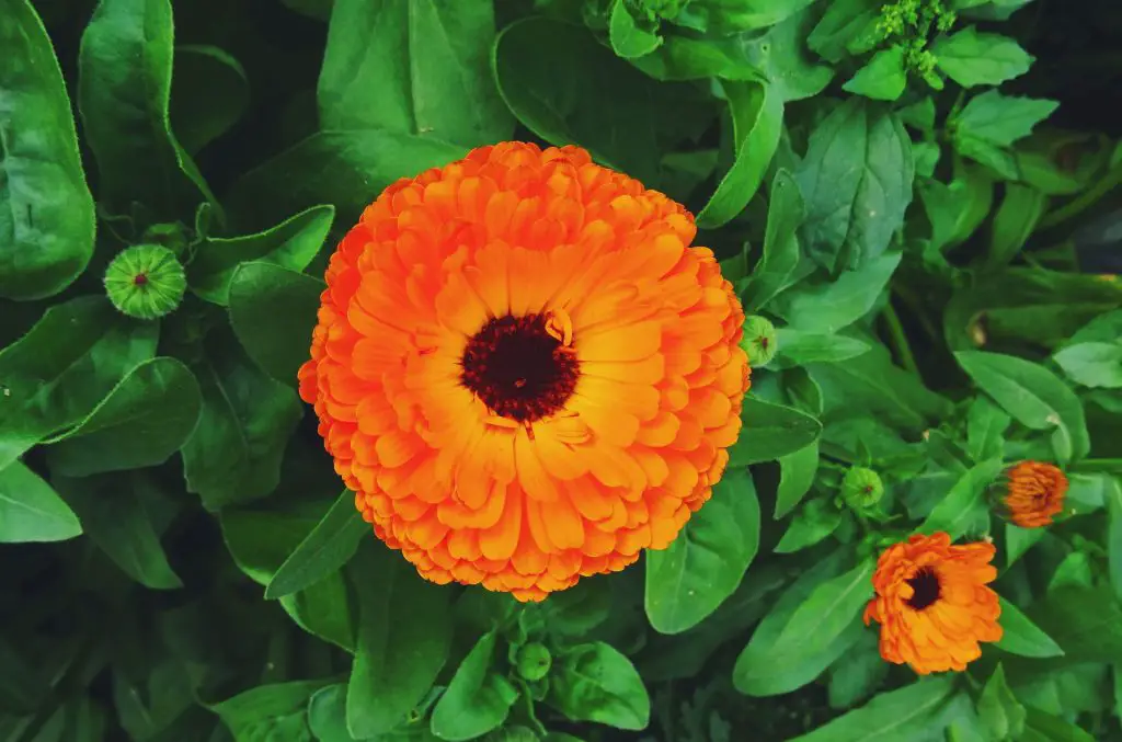 Calendula Benefits & Uses: Health, Beauty & Kitchen