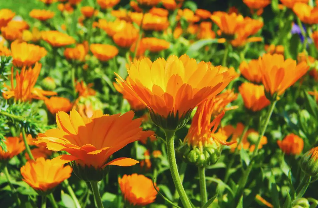 calendula health and beauty benefits