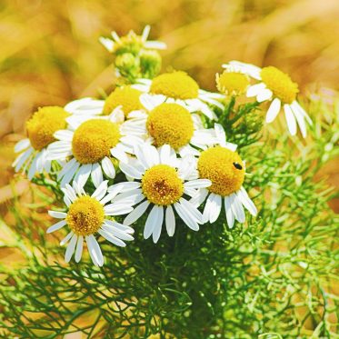 chamomile benefits for health, skin and hair