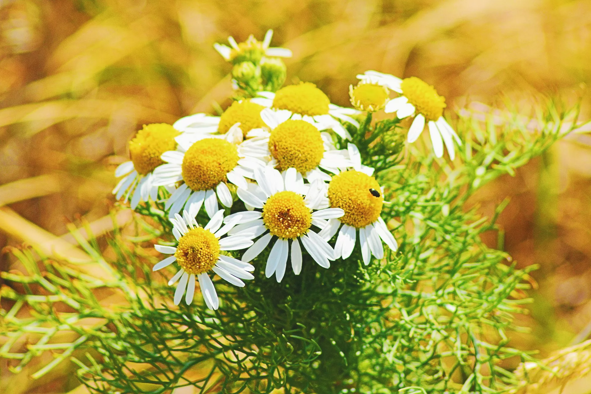 Soothing CHAMOMILE health and skin benefits – Wild for Nature