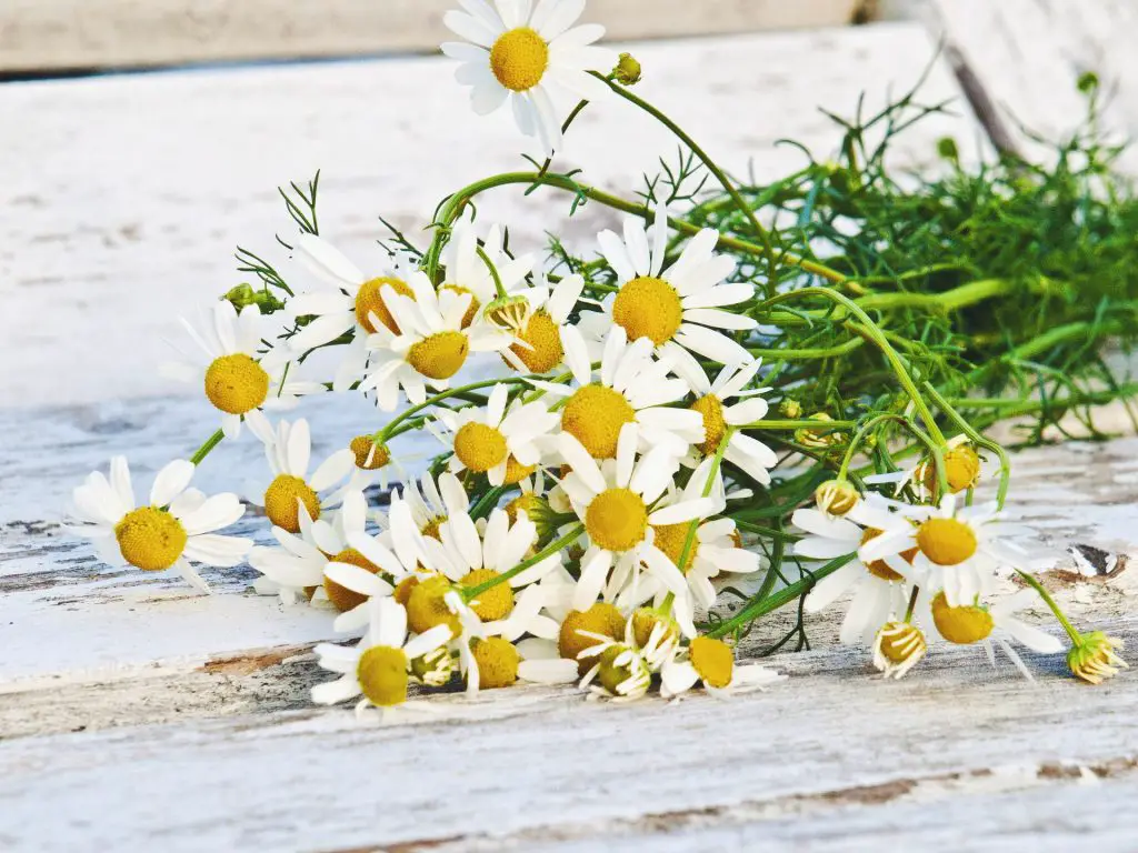 chamomile health and skin benefits 