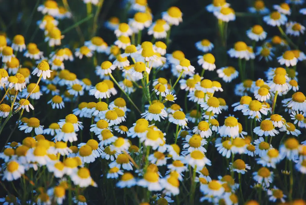 chamomile benefits for health, skin and kitchen, chamomile essential oil