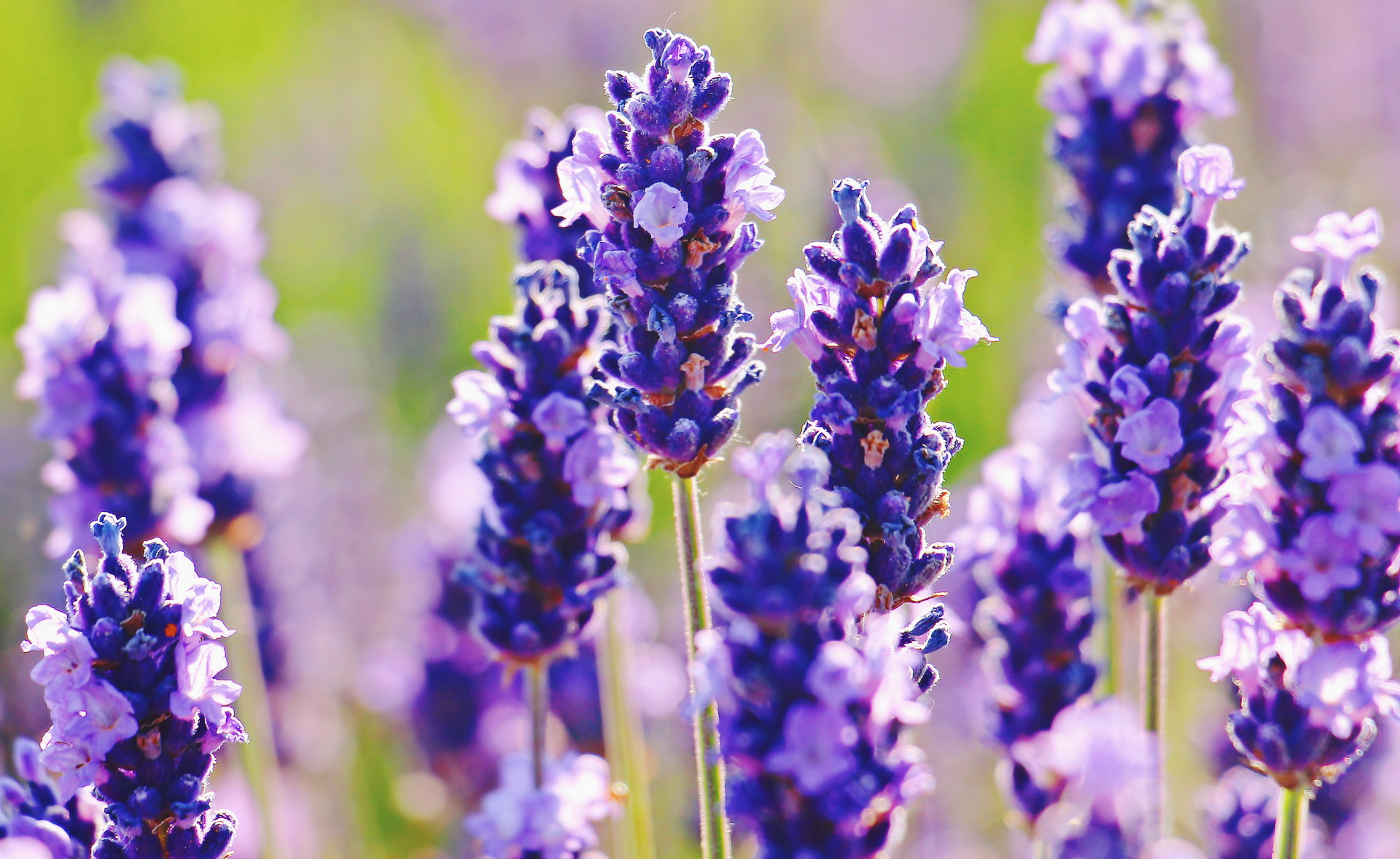 simple vegan lavender recipes to make on a stressful day
