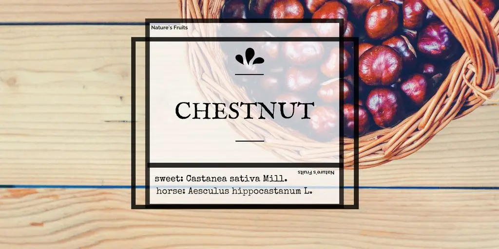sweet chestnut, horse chestnut
