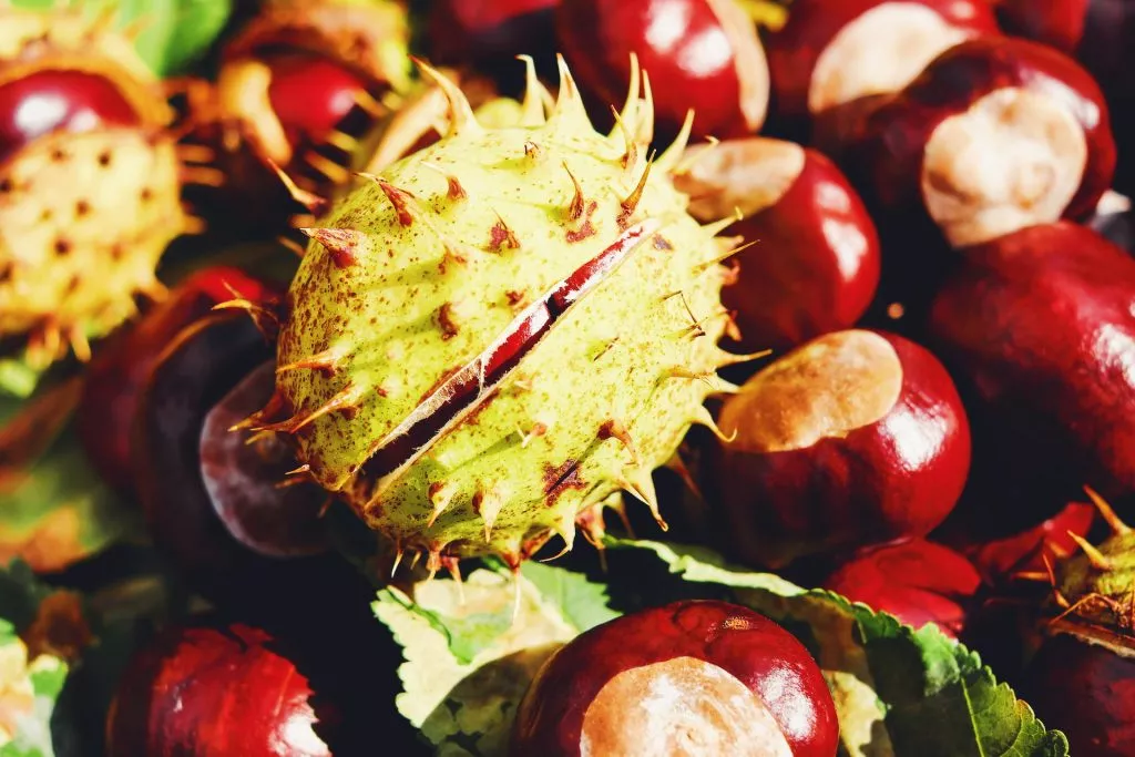 horse chestnut skin and hair benefits