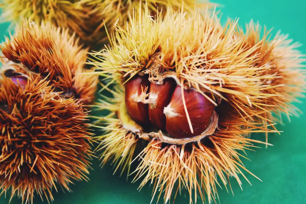 sweet chestnut skin and hair benefits