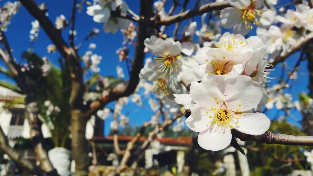 amazing almond skin, health, and hair benefits