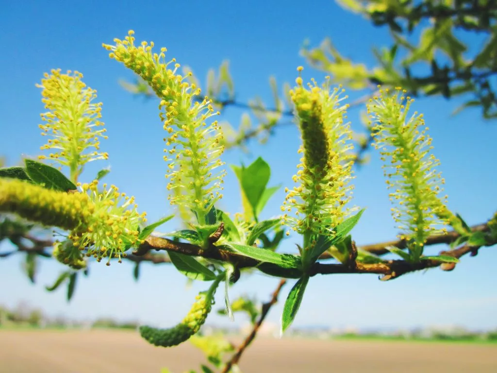 white willow bark health and skin benefits