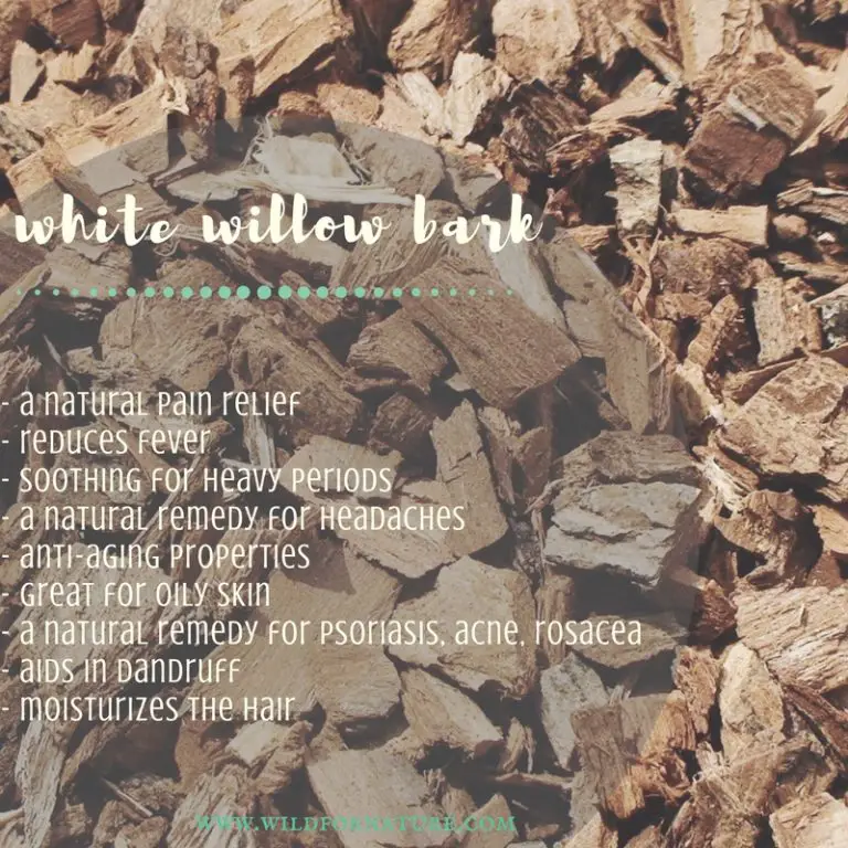 Surprising WHITE WILLOW BARK health and skin benefits Wild for Nature