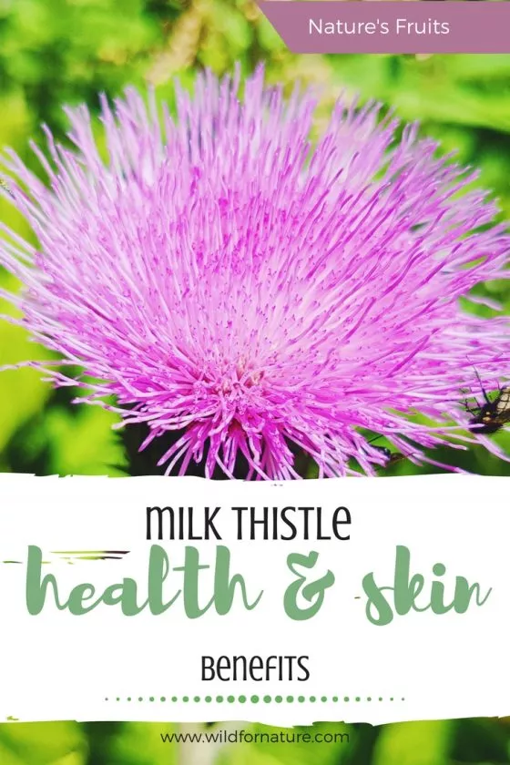 MILK THISTLE health and skin benefits Wild for Nature