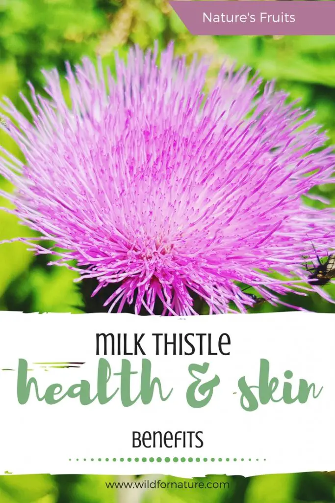 milk thistle health and skin benefits