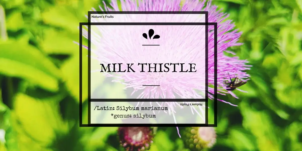 milk thistle