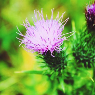 milk thistle health and skin benefits