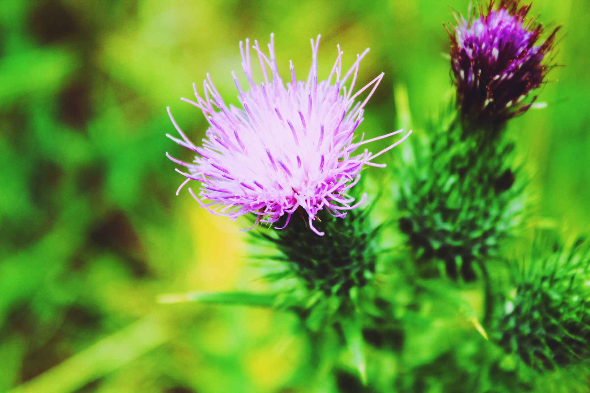 MILK THISTLE health and skin benefits Wild for Nature