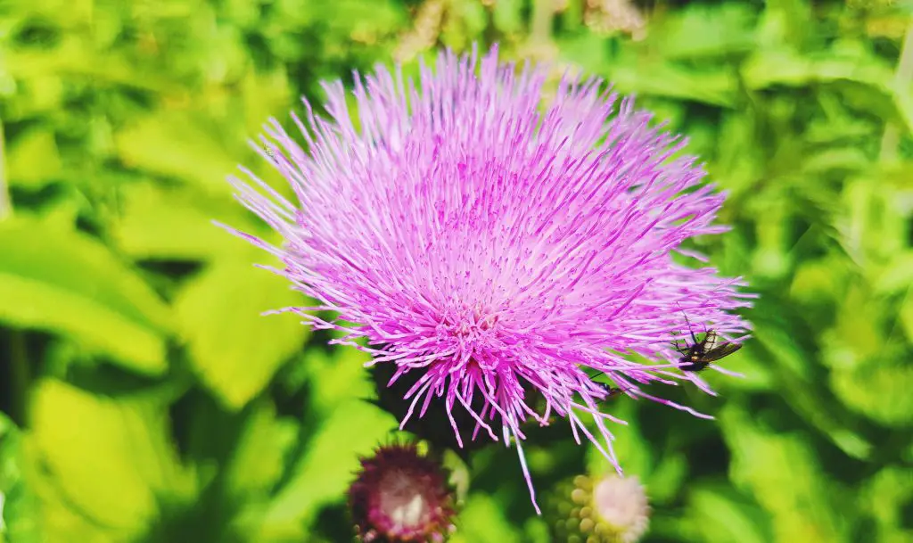 milk thistle health and skin benefits, milk thistle liver detox