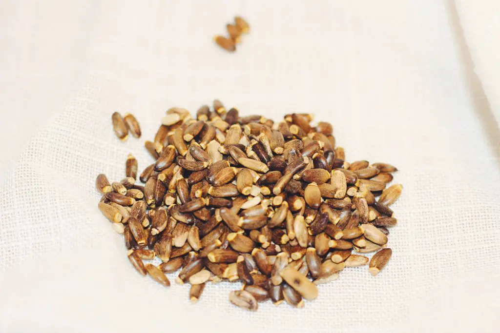 milk thistle seeds