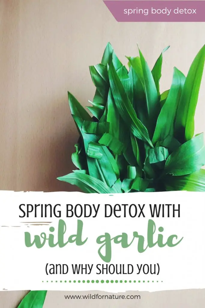 wild galic plant spring body cleanse