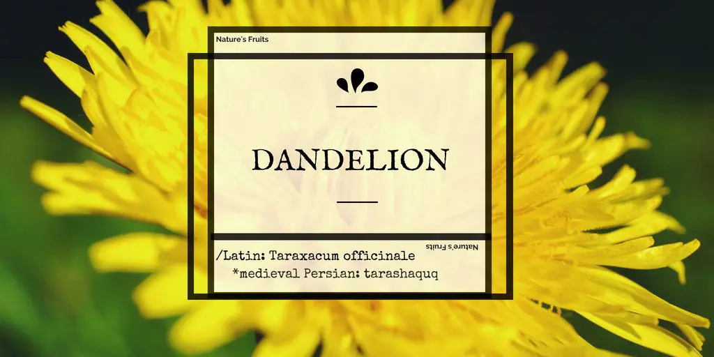 dandelion