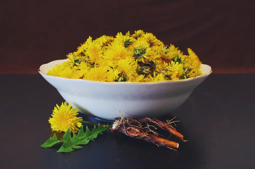 dandelion health and skin benefits