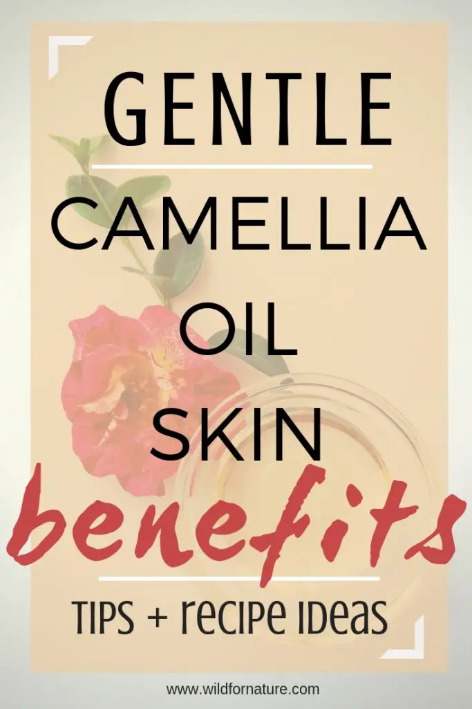 How To Use It Luscious Camellia Oil Skin Benefits Wild for Nature
