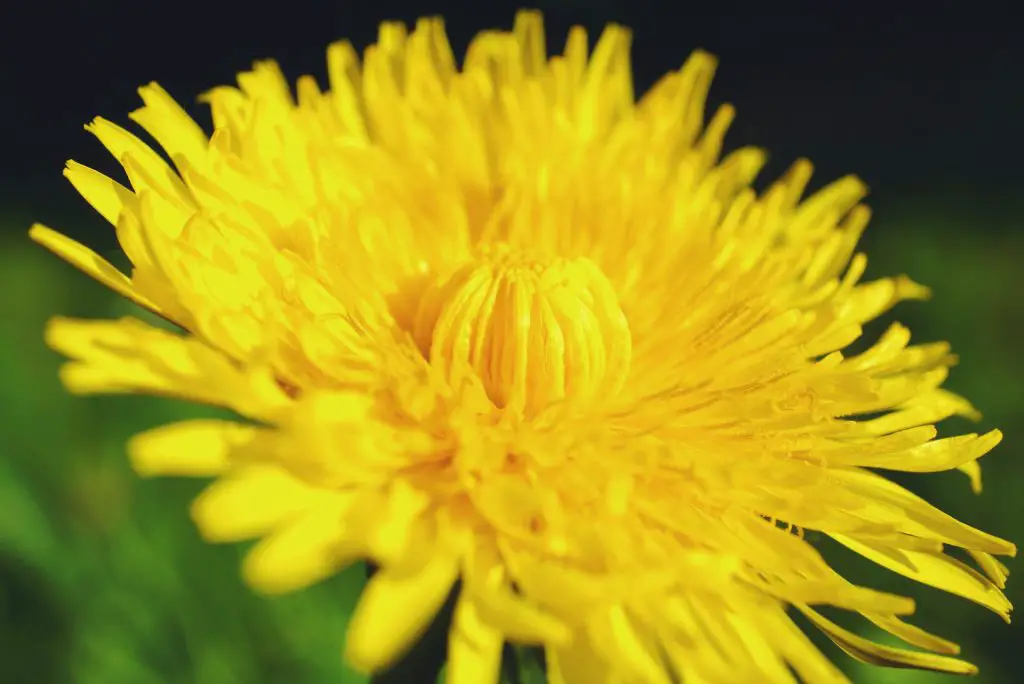 dandelion health and skin benefits 
