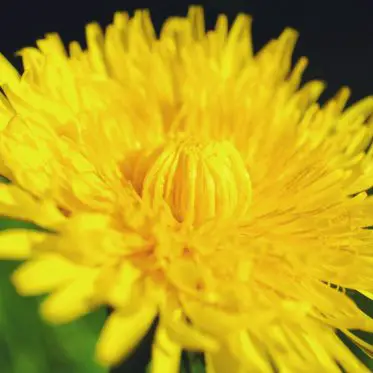 dandelion health and skin benefits