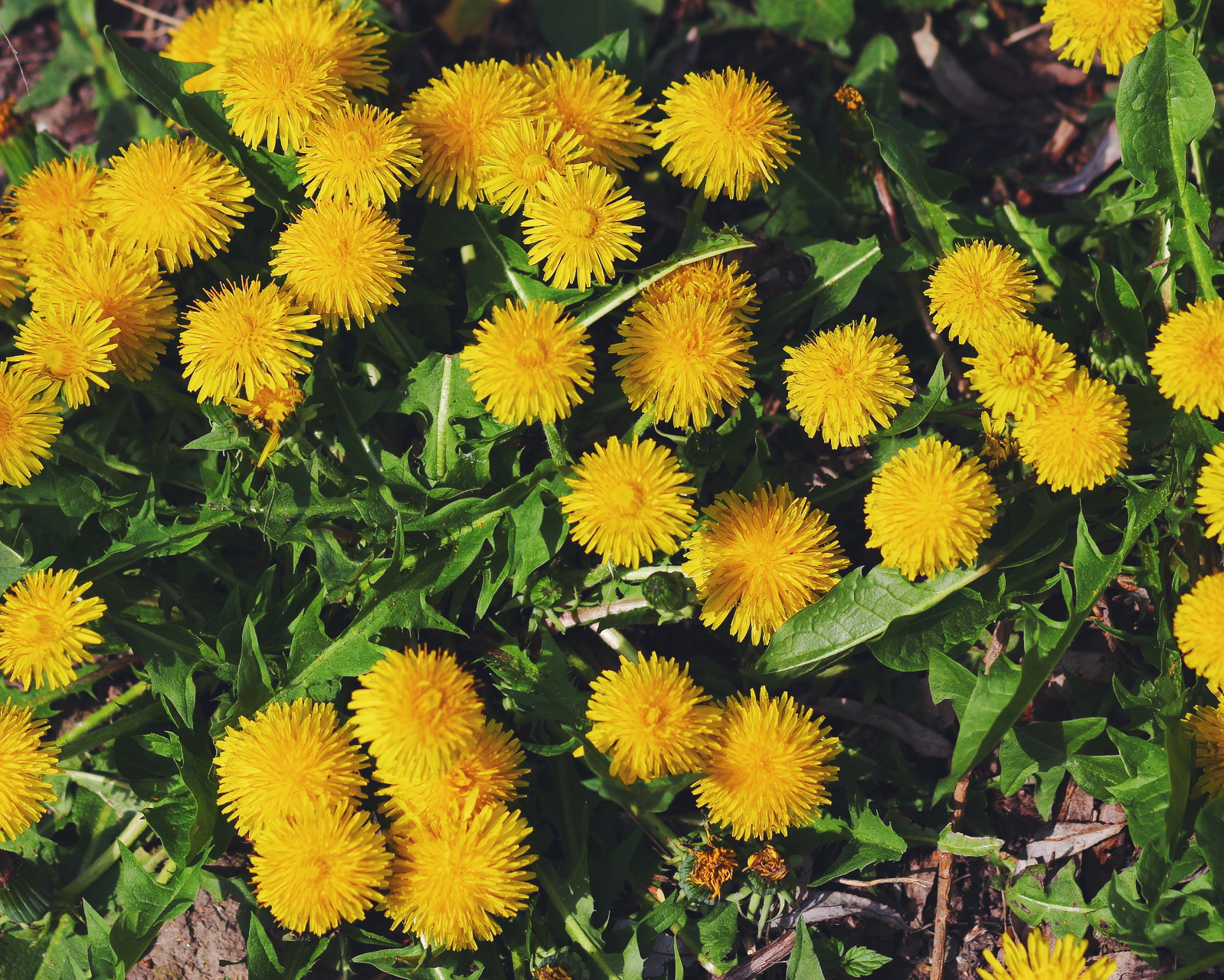 dandelion headpiece