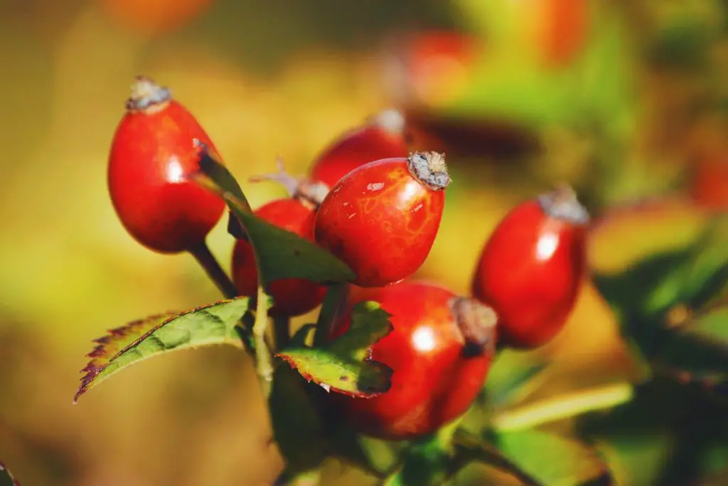 rosehip fruit