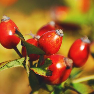 rosehip oil for acne scars