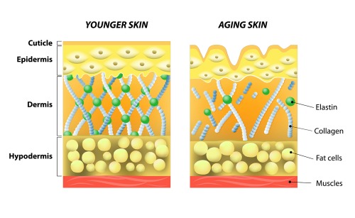 elastin-collagen-skin-elasticity